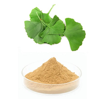 銀杏葉提取物的功能與作用 自然的力量與科學(xué)驗(yàn)證